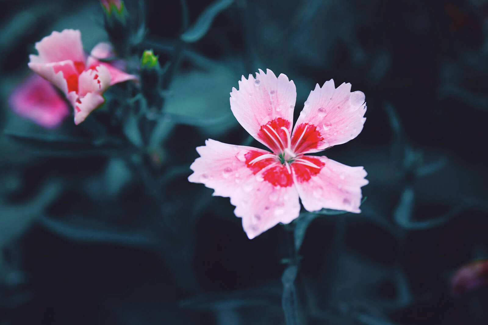 un garofano rosa