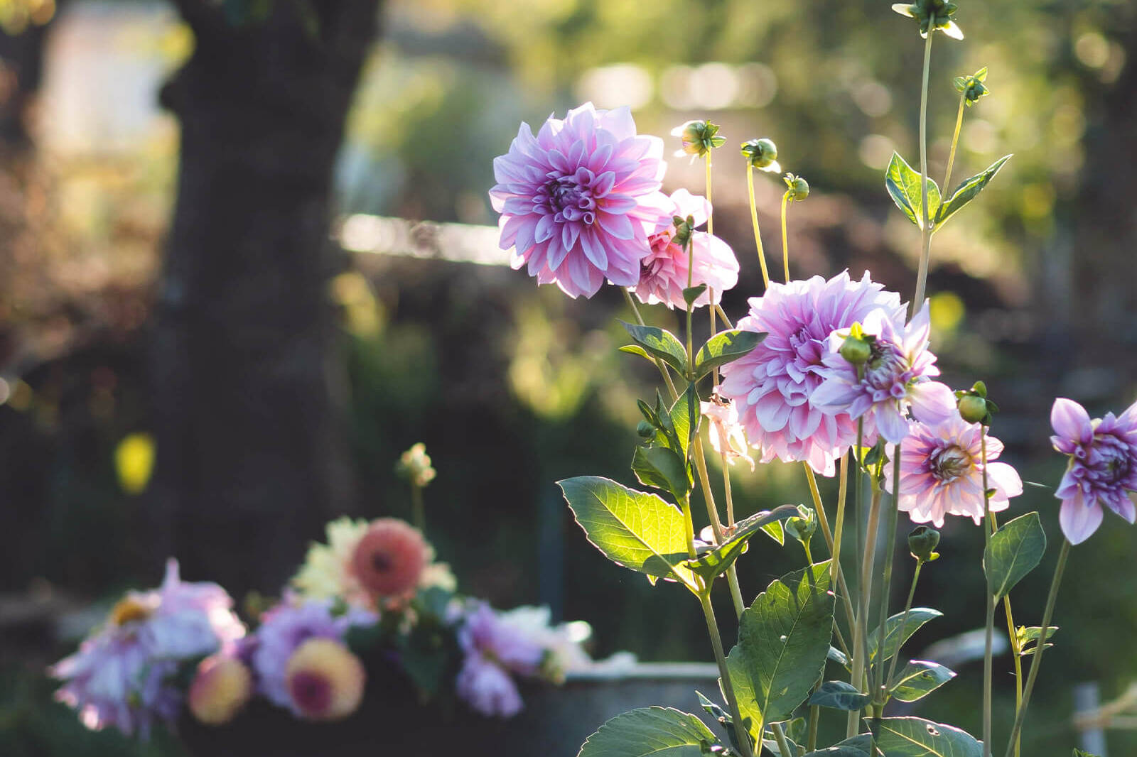 fiori rosa tipici del giardino inglese