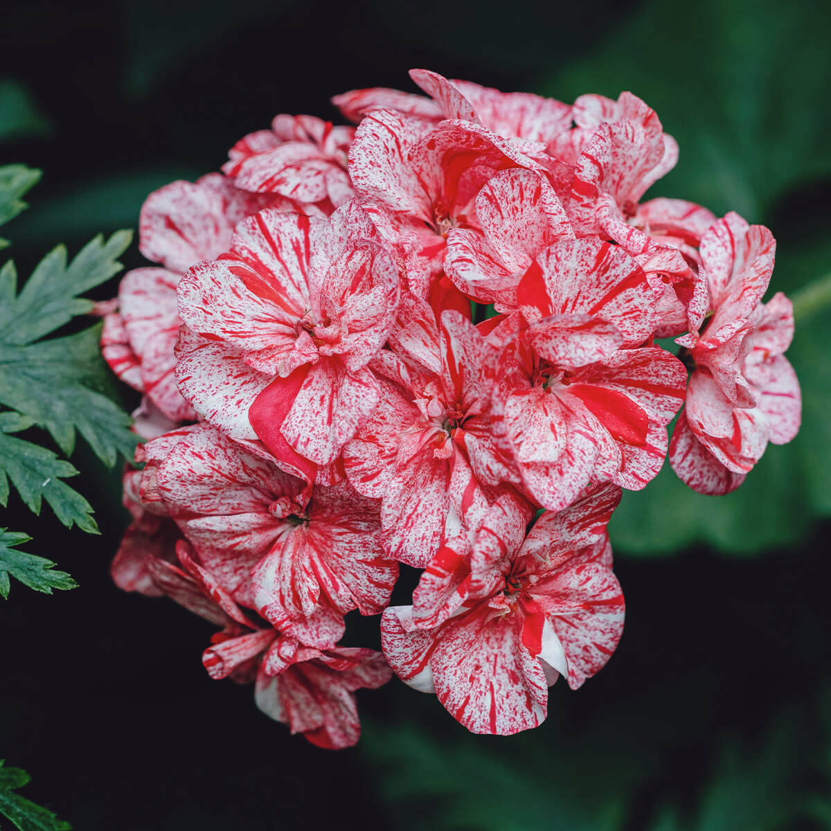 il mondo profumato dei pelargoni