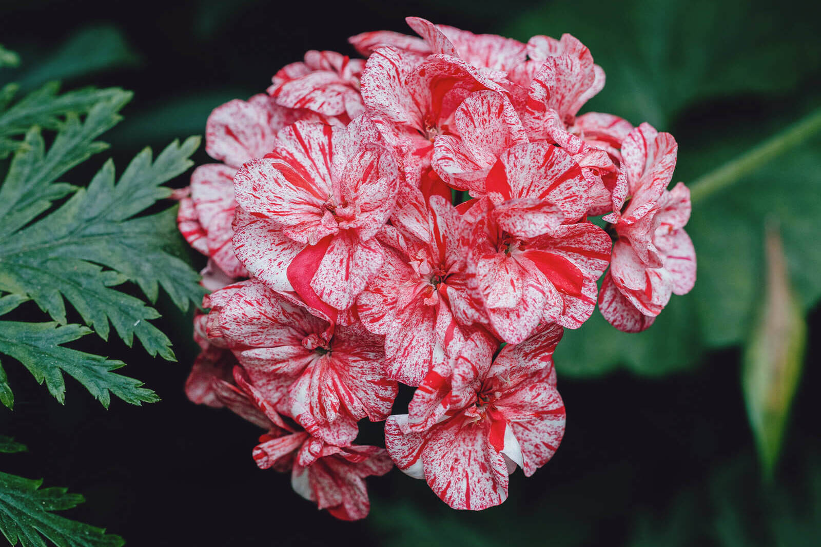 il mondo profumato dei pelargoni
