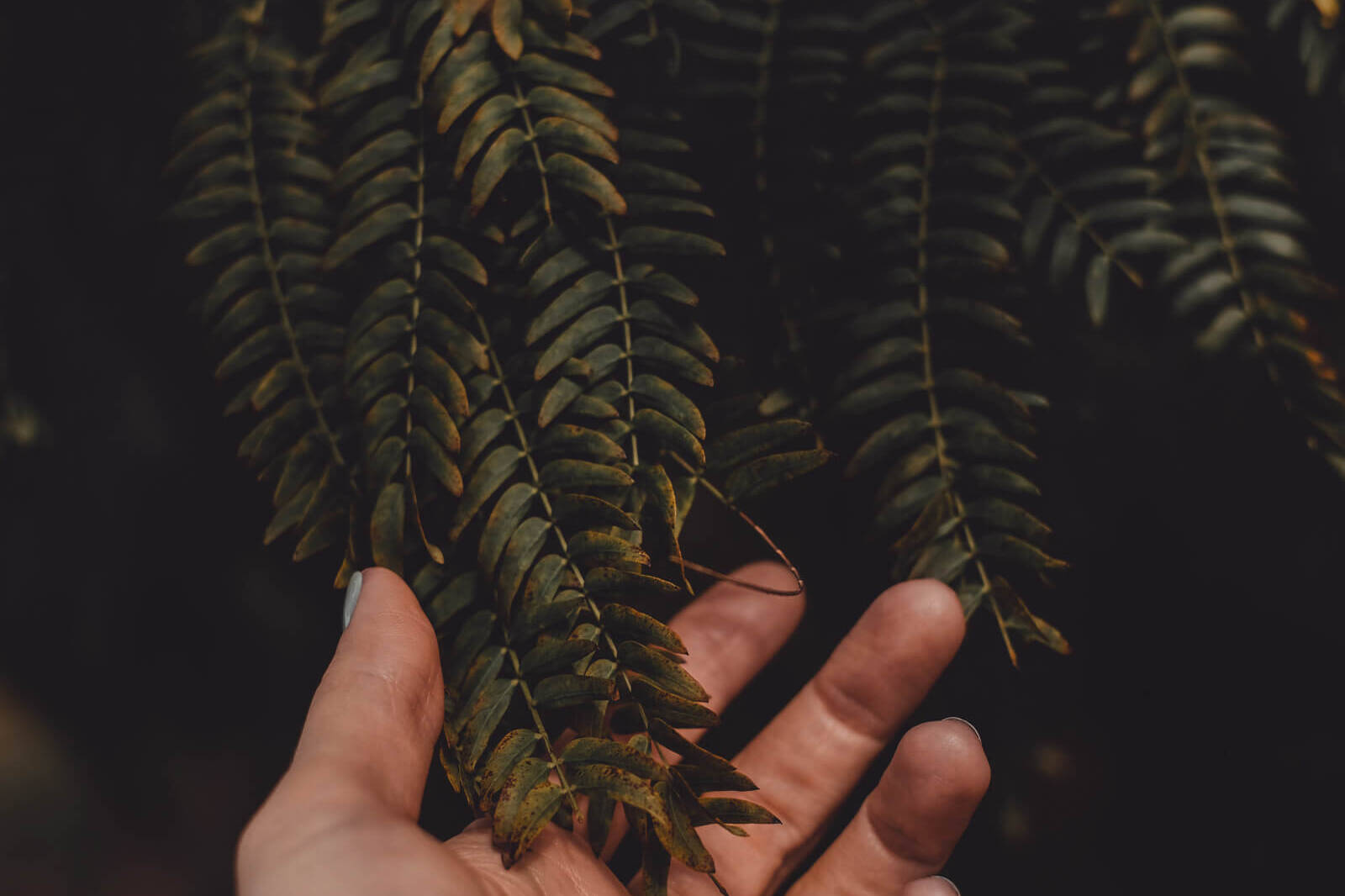 Nature Therapy