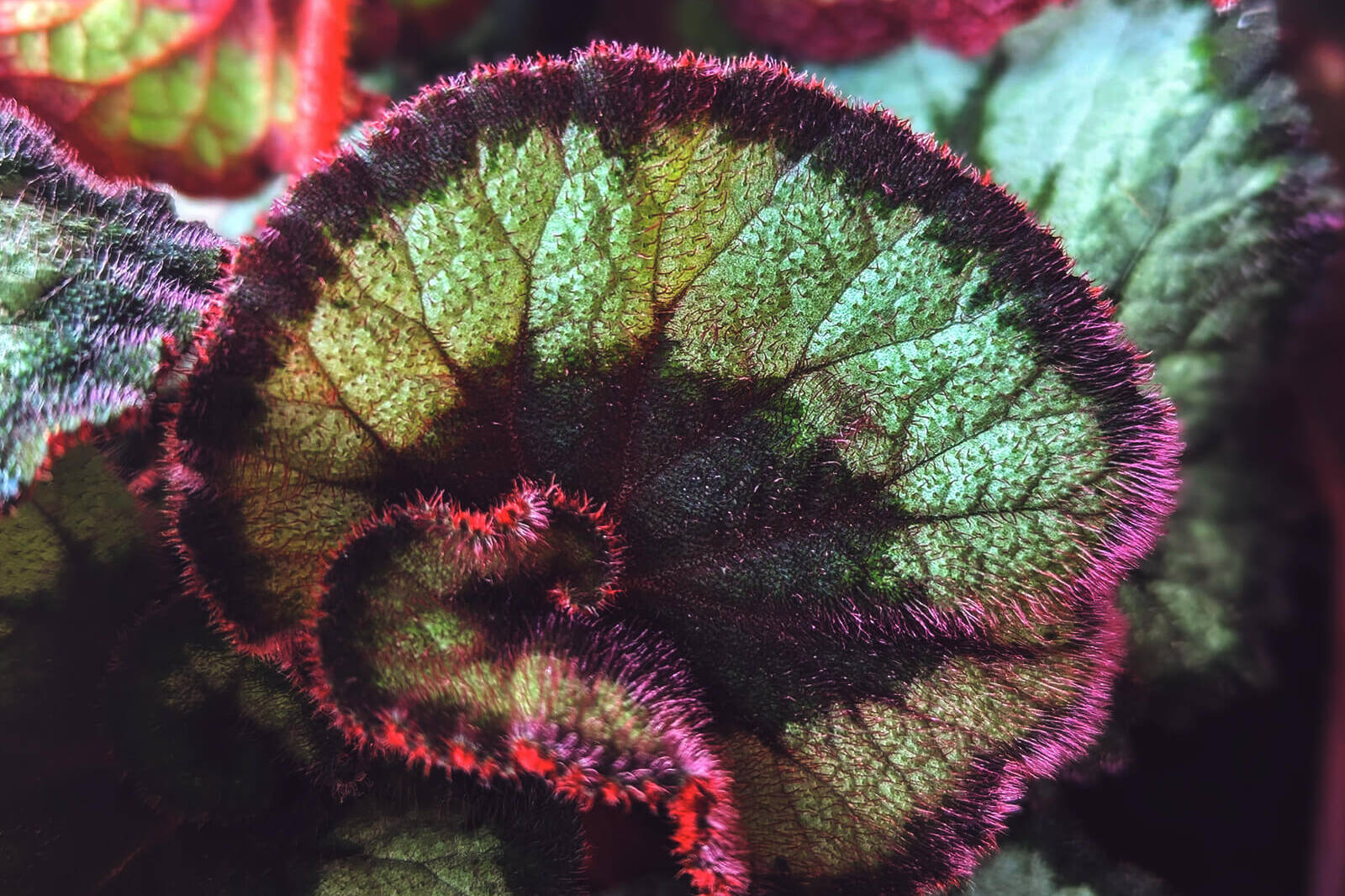 primo piano di una foglia di begonia