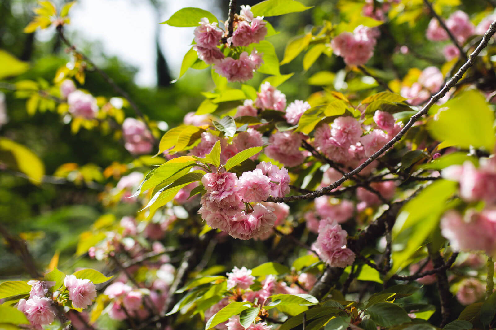 Hanami all'Orto Botanico